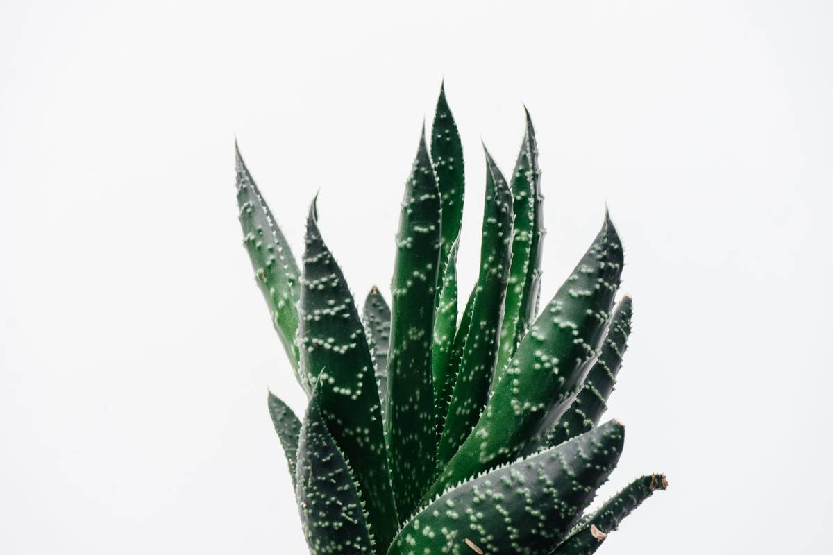 Comparison chart: traditional balm vs. hydrating balm with aloe vera showing ingredient differences and skin absorption rates